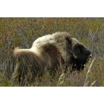 Musk Ox. Photo by Rick Taylor. Copyright Borderland Tours. All rights reserved.