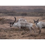 Reindeer. Photo by Rick Taylor. Copyright Borderland Tours. All rights reserved