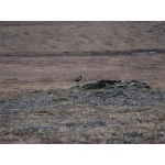 Pacific Golden-Plover. Photo by Rick Taylor. Copyright Borderland Tours. All rights reserved.