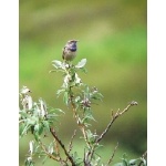 Bluethroat. Photo by Rick Taylor. Copyright Borderland Tours. All rights reserved.