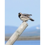 Lapland Longspur. Photo by Rick Taylor. Copyright Borderland Tours. All rights reserved.