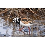 Ruddy Turnstone in full breeding plumage. Photo by Dave Johnson. All rights reserved