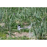 Aleutian Tern on nest. Photo by Rick Taylor. Copyright Borderland Tours. All rights reserved.