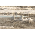 Snowy Owls at Point Barrow. Photo by Adam Riley. All rights reserved