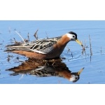 Female Red Phalarope. Photo by Dave Johnson. All rights reserved.