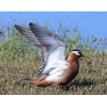 Displaying female Red Phalarope. Photo by Rick Taylor. Copyright Borderland Tours. All rights reserved.