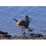 Displaying Pectoral Sandpiper. Photo by Rick Taylor. Copyright Borderland Tours. All rights reserved.