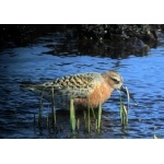 Curlew Sandpiper Barrow 2005. Photo by Rick Taylor. Copyright Borderland Tours. All rights reserved.