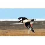 Pomarine Jaeger. Photo by Dave. Johnson. All rights reserved.