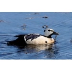 Stellers Eider. Photo by Rick Taylor. Copyright Borderland Tours. All rights reserved