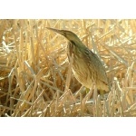 American Bittern. Photo by Rick Taylor. Copyright Borderland Tours. All rights reserved.