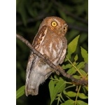 Elf Owl. Photo by Rick Taylor. Copyright Borderland Tours. All rights reserved.