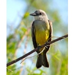 Tropical Kingbird. Photo by Rick Taylor. Copyright Borderland Tours. All rights reserved. 