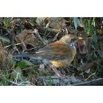 Rufous-backed Robin. Photo by Rick Taylor. Copyright Borderland Tours. All rights reserved.   