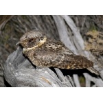 Buff-collared Nightjar. Photo by Rick Taylor. Copyright Borderland Tours. All rights reserved.   