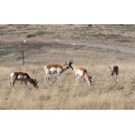 Pronghorn in the Sonoita Grasslands. Photo by Rick Taylor. Copyright Borderland Tours. All rights reserved.