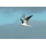 White-tailed Kite. Photo by Rick Taylor. Copyright Borderland Tours. All rights reserved.  