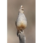 Scaled Quail. Photo by C. Allan Morgan. All rights reserved.