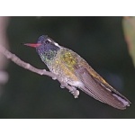 White-eared Hummingbird. Photo by Rick Taylor. Copyright Borderland Tours. All rights reserved.