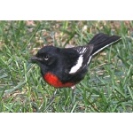 Painted Redstart. Photo by Rick Taylor. Copyright Borderland Tours. All rights reserved.