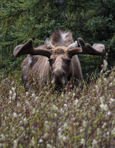 Bull Moose in velvet. Photo by Rick Taylor. Copyright <strong><strong>Borderland Tours</strong></strong>. All rights reserved.