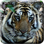 Tour Leaders icon - tiger