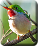 2017 newsletter button - Cuban Tody