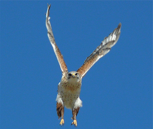 Ferruginous Hawk. Photo by Rick Taylor. Copyright <strong><strong>Borderland Tours</strong></strong>. All rights reserved.