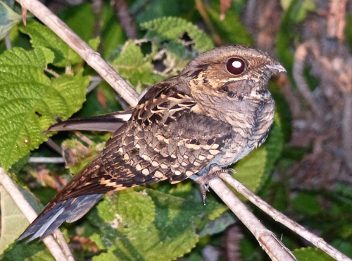 Common Pauraque. Photo by Rick Taylor. Copyright <strong><strong>Borderland Tours</strong></strong>. All rights reserved.