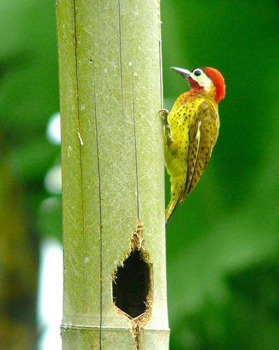 Spot-breasted Woodpecker. Photo by Rick Taylor. Copyright <strong><strong>Borderland Tours</strong></strong>. All rights reserved.