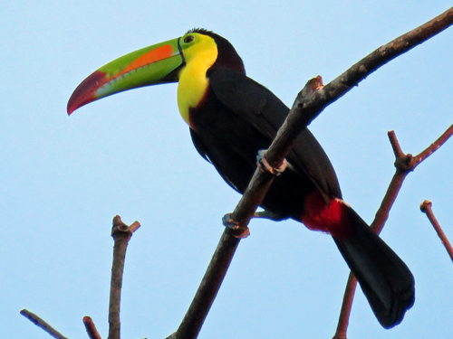 Keel-billed Toucan. Photo by John Yerger. Copyright <strong><strong>Borderland Tours</strong></strong>. All rights reserved.
