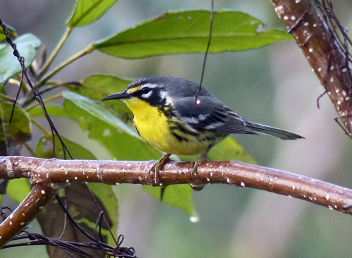 Bahama Warbler. Photo by Rick Taylor. All rights reserved.