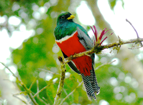 Collared Trogon. Photo by Rick Taylor. Copyright <strong><strong>Borderland Tours</strong></strong>. All rights reserved.