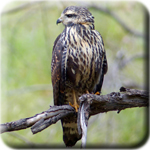 2018 brochure icon - Common Black Hawk juvenile