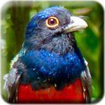 Registration button - Surucua Trogon