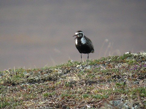 American golden-plover. Photo by Rick Taylor. Copyright Borderland Tours. All rights reserved.