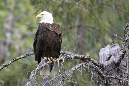 Bald eagle. Photo by Bryan J Smith. All rights reserved.