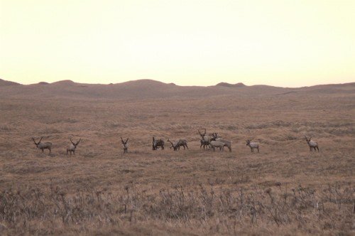 Reindeer in sunset on st paul island. Photo by Rick Taylor. Copyright Borderland Tours. All rights reserved.