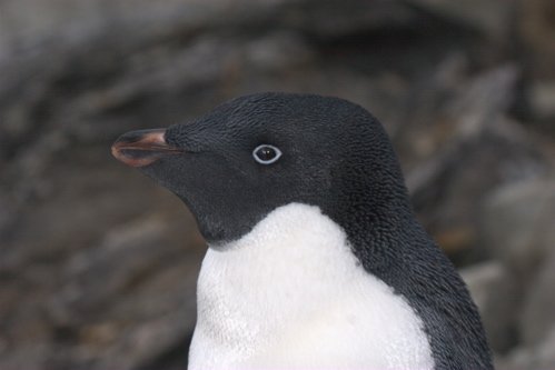 Adelie penguin portrait. Photo by Adam Riley. All rights reserved.