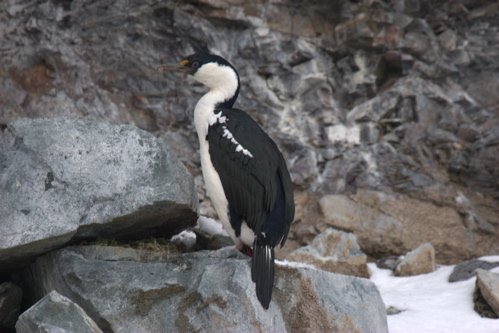 Antarctic blue-eyed shag. Photo by Adam Riley. All rights reserved.