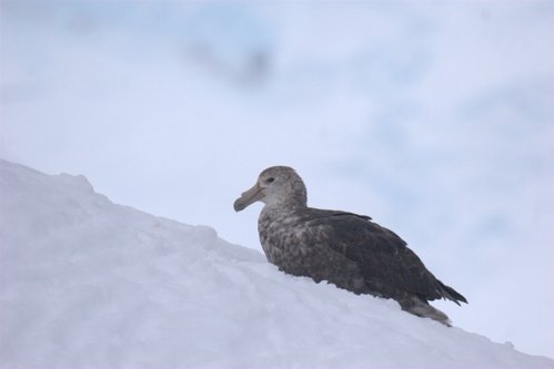 Antarctic giant petrel. Photo by Adam Riley. All rights reserved.