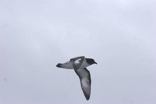 Cape pintado petrel. Photo by Adam Riley. All rights reserved.