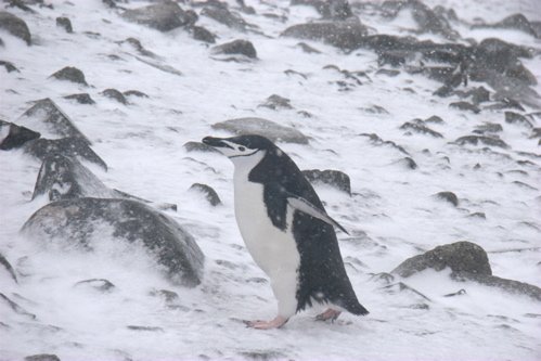Chinstrap penguin. Photo by Adam Riley. All rights reserved.