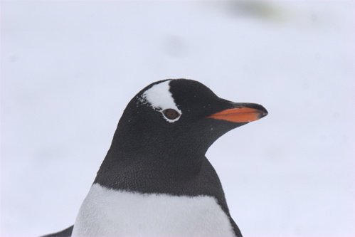 Gentoo penguin. Photo by Adam Riley. All rights reserved.
