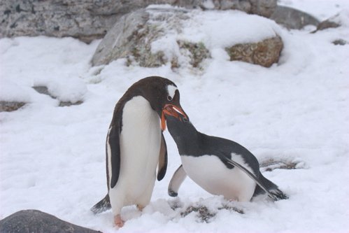 Gentoo penguins. Photo by Adam Riley. All rights reserved.