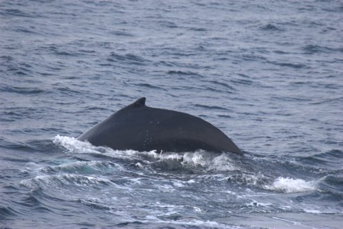 Humpback whale. Photo by Adam Riley. All rights reserved.
