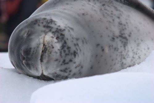 Leopard seal. Photo by Adam Riley. All rights reserved.