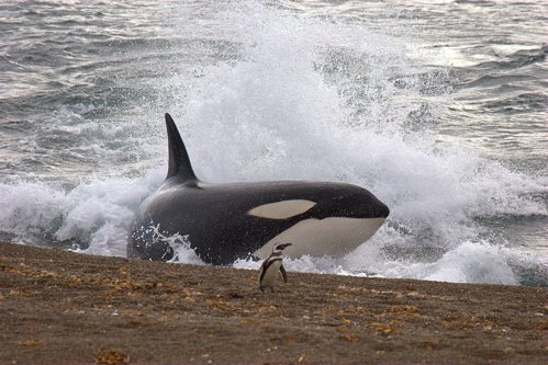 Orca hunting magellanic penguin valdez peninsula. Photo by Adam Riley. All rights reserved.