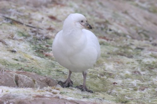 Snowy sheathbill. Photo by Adam Riley. All rights reserved.