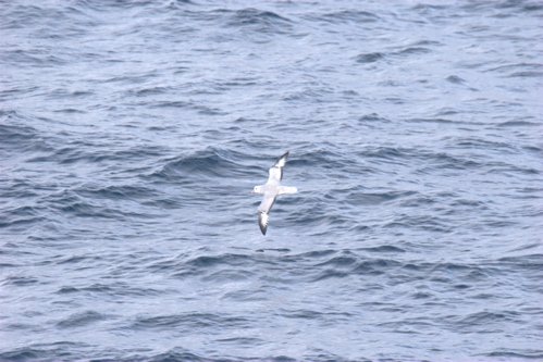 Southern fulmar. Photo by Adam Riley. All rights reserved.